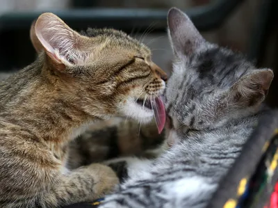 Милые котята с сердечком доброе …» — создано в Шедевруме