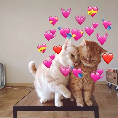 Cute kitten with hearts💗✨ в 2023 г | Милые котики, Котята, Очаровательные  котята