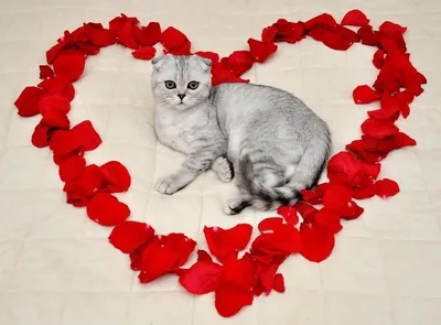 Милые котики с сердечками - 75 фото