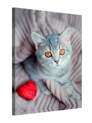 Картина на холсте для дома 30x40 черно белый котенок с сердечком для  подарка или декора интерьера Ekoramka 13101611 купить в интернет-магазине  Wildberries