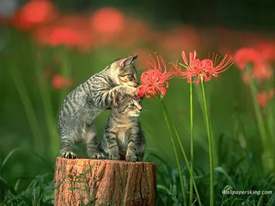 Котенок с цветами - 73 фото
