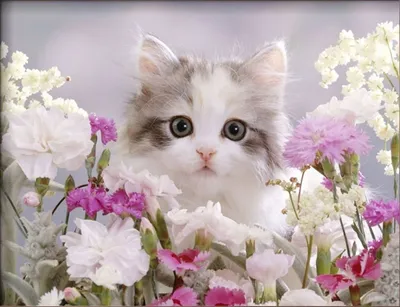 Котята с цветами - - Фото котят