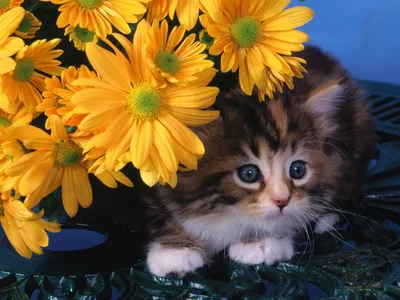 Пазл котята в цветах - разгадать онлайн из раздела "Картины" бесплатно
