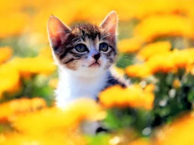 Котенок с цветами картинки - 66 фото
