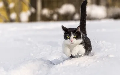 🐱Мерзнут ли у кошки лапки на снегу | Нос, хвост, лапы | Дзен