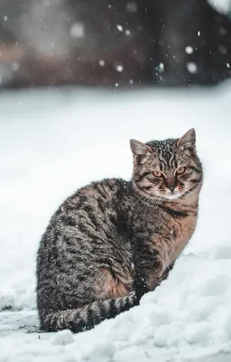 Кот идет по снегу (54 фото) - 54 фото