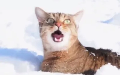 Котята в снегу» — создано в Шедевруме