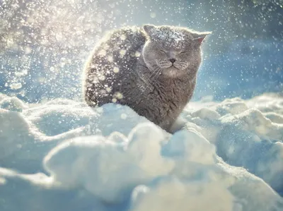 Фотография котенка на снегу на рождество | Премиум Фото