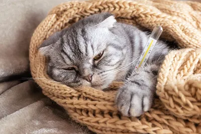 Если и болеть, то только с такой заботой 😊 #котики #коты #котыприколы  #кошка #котенок | Instagram