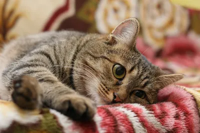 Котик болеет, но необходимо проглистогонить, бесплатная консультация  ветеринара - вопрос задан пользователем Танюша Люкина про питомца: кошка  Британская кошка