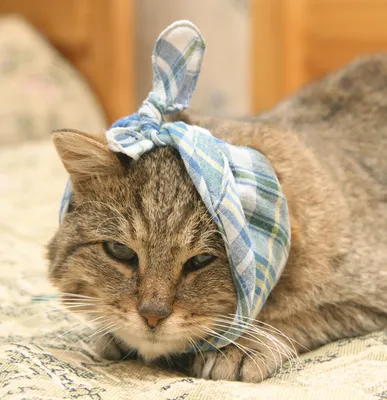 Истории пермских котов из приюта -  - 