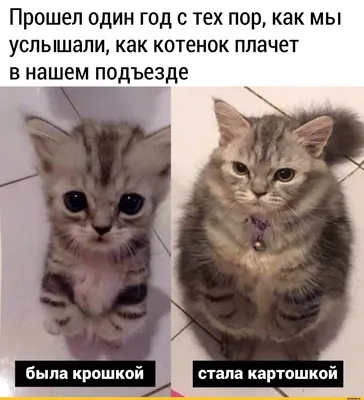 Хапи хапи хапи: что за мем с плачущим котом-бананом