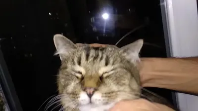 Кот, который плачет на камеру: животное оставили дома одно