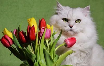 Котик дарит цветы (30 фото) | Смешные кошки, Смешные животные, Кошки и  котята