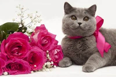 Мультяшный котик с цветами - 63 фото