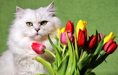 Пазл котики и цветы - разгадать онлайн из раздела "Животные" бесплатно