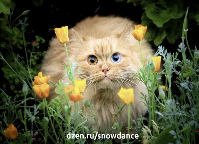Пазл милый котик с цветами - разгадать онлайн из раздела "Картины" бесплатно