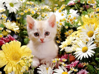 Котенок с цветами (143 фото) »