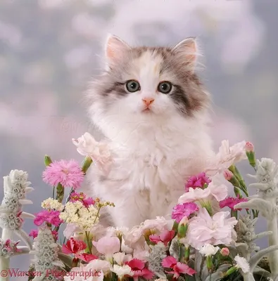 Котик с цветами, красиво, реалистично…» — создано в Шедевруме