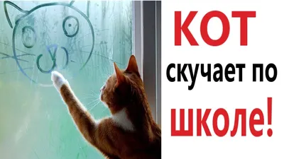 Скучают ли коты по хозяину - объясняем по науке