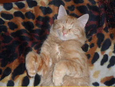 Серо-белый котик спит / животные :: лапа :: сон :: фотография :: кот /  смешные картинки и другие приколы: комиксы, гиф анимация, видео, лучший  интеллектуальный юмор.