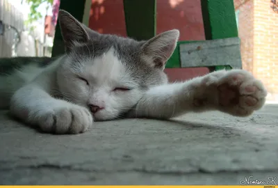 Котенок спит вверх лапами - обои для рабочего стола, картинки, фото