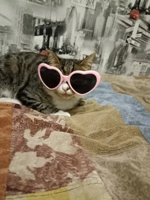 Котик в очках (36 фото) | Round sunglass women, Cat eye sunglasses, Round  sunglasses