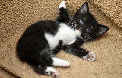 Картинка черно белый кот - 68 фото