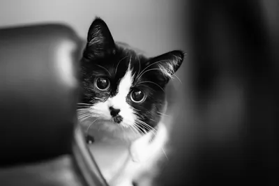 Черно-белые картинки котов, красивые коты - фото черно-белые