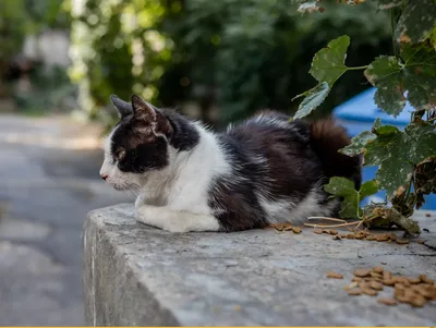 Котики милые рисунки черно белые - 85 фото