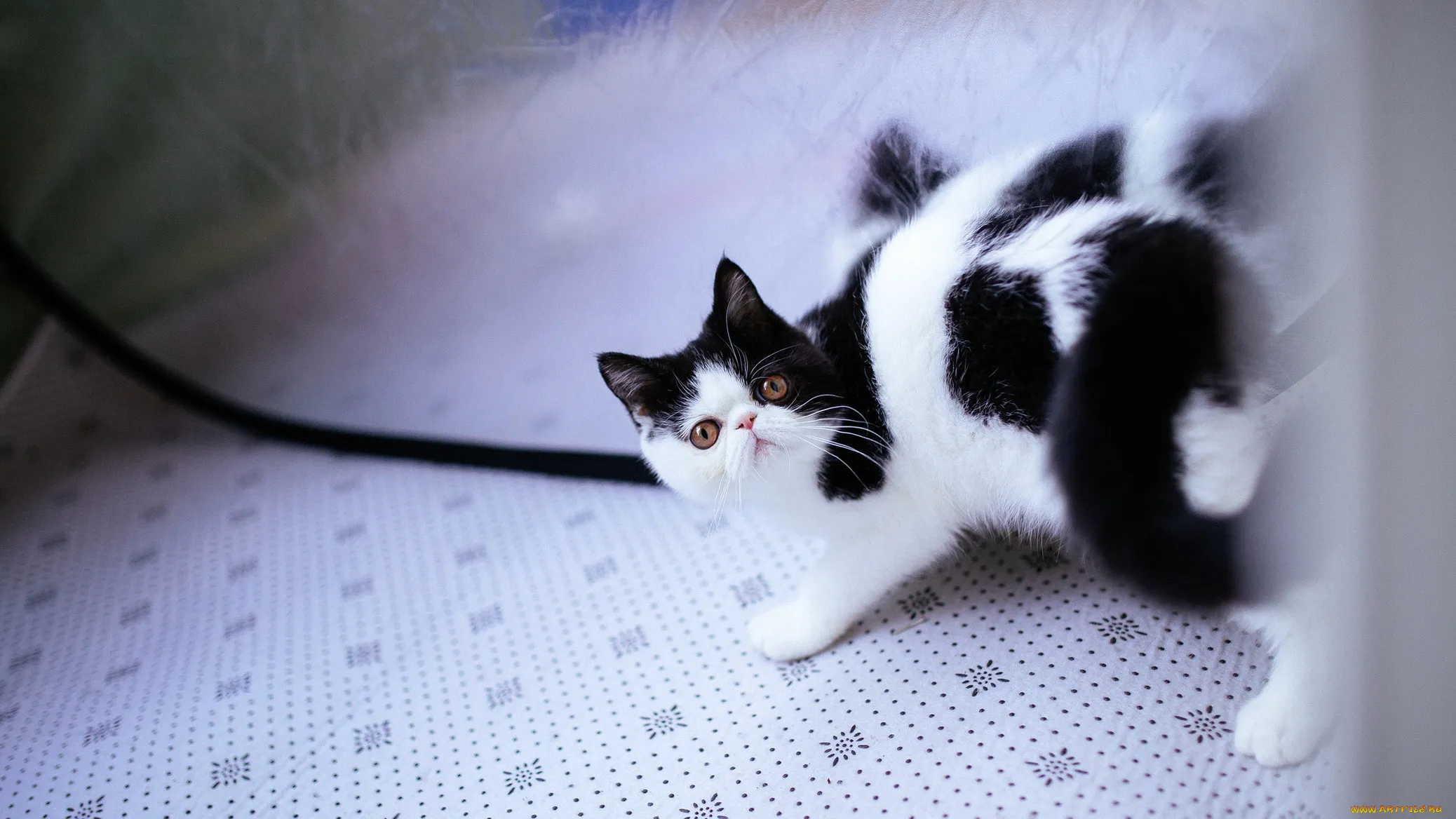Черно белый котенок девочка. Европейская короткошерстная кошка черно-белая. Котенок черно-белый. Черный и белый котенок. Котята чёрно белые.