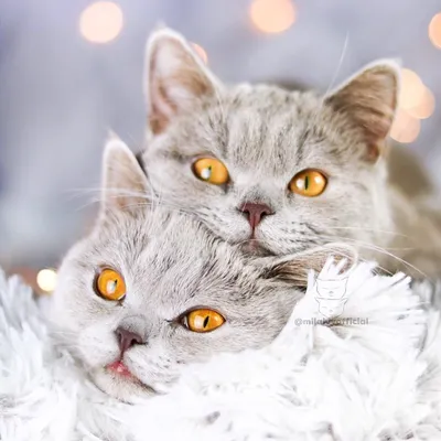 Если любить, то только так: целующиеся котики покорили сердца пользователей  Сети