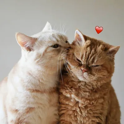 Котик для вп любовь | Веселые мемы, Милые открытки, Кошачьи цитаты
