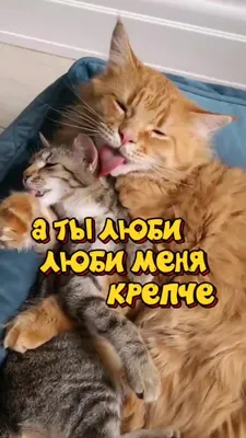 Это мой кот Семён | Большая любовь 💜 #котики #кошка #кот | Дзен