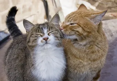 На это можно смотреть вечно ❤️❤️❤️ #любовь #котики #котэ #кошки - YouTube