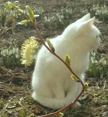 Котики верба | Grapes, Fruit