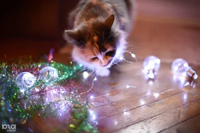 Скоро Новый Год - Наши котики к праздникам!. Photographer Etkind Elizabeth