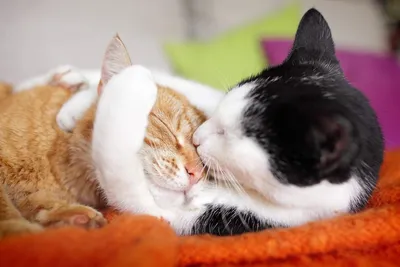 Два котика в обнимку - 53 фото: смотреть онлайн