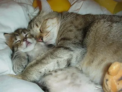 Кружка Дари! "Ты ж моя жопка. Котики обнимаются. Прикол в подарок любимому  и любимой", 330 мл - купить по доступным ценам в интернет-магазине OZON  (493050000)