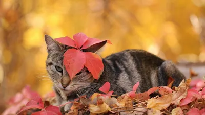 Котик британский играет с кленовый …» — создано в Шедевруме