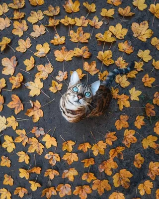 Осенние Котики - Autumn Сats. Фотограф Etkind Elizabeth