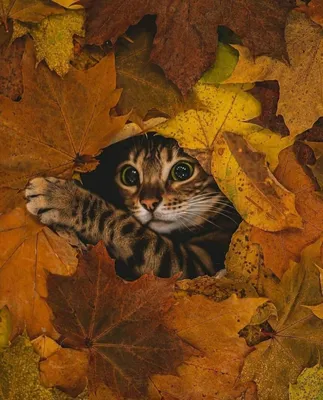 Взгляд в осень! 😊🐈🍁🍂 #коты - ARAMIS777 - 