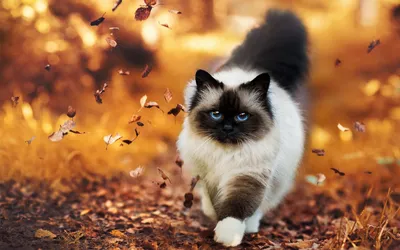 Осенние коты картинки - 74 фото