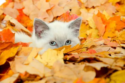 Осенние коты. Красивые фото | Кошки и собаки | Дзен