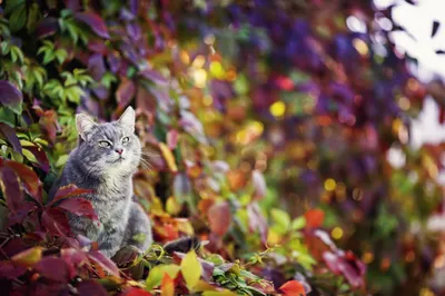 Осенние котики. Фотограф Наталья