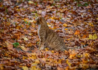 Осень и кот