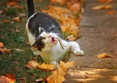 котики#осеннийкот#осень#красота#ростовнадону#октябрь#милыекотики##nature  #naturelovers #nature_perfection #natureza #naturelover… | Instagram