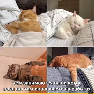 Коты Как Знаки Зодиака Приколы | TikTok