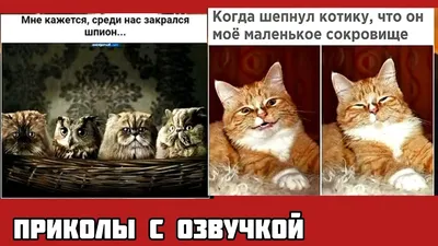 Конверт для денег "С днем рождения!" (котики) 1-05-0231