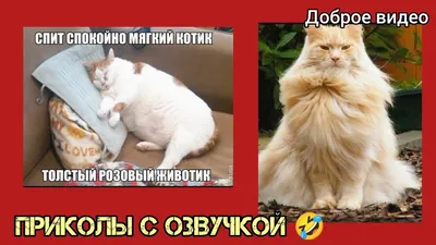 Спит спокойно мягкий котик #мем Смешные Котики / картинки с надписями  #приколы с озвучкой 🤣 - YouTube